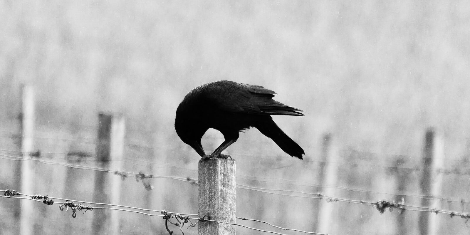 black bird perching on white wooden post